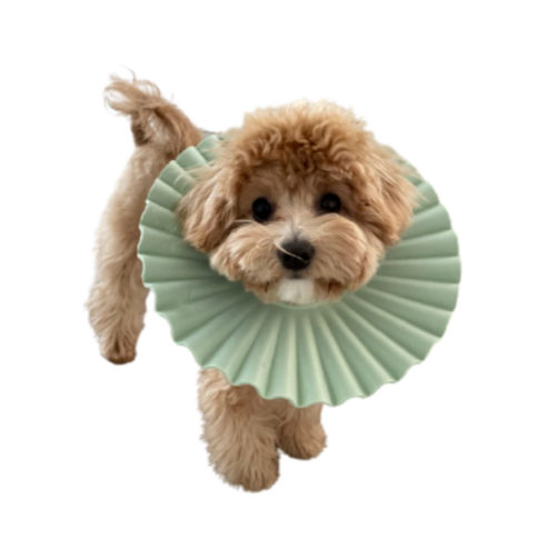 넥카라7호 고양이 넥카라 강아지 쿠션 깔대기 애견 플라스틱 천 반려견, 그린