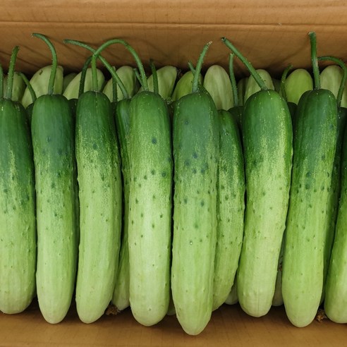 아삭함으로 여름 입맛 되찾기, 백다다기 오이지!