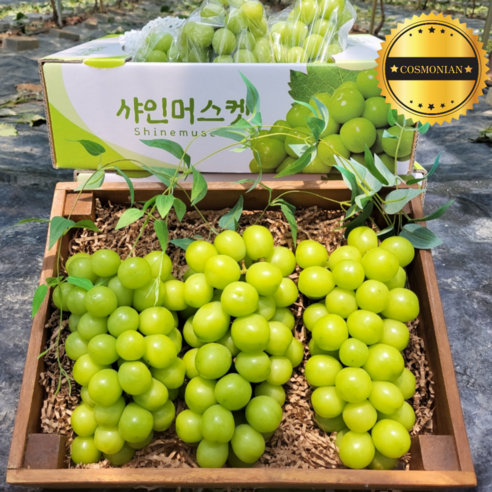 알이 꽉찬 고당도 프리미엄 샤인머스켓 700g 1kg 2kg 3kg, 실속형 샤인머스켓 1kg내외 (2-3수), 1개