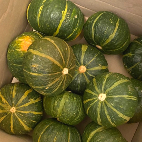 뉴질랜드 청정지역에서 자란 24년 미니 호박 세트 – 제주미니단호박 1kg (2~5개) 뉴질랜드단호박 뉴질랜드 청정지역에서 자란 24년 미니 호박 세트 – 제주미니단호박 1kg (2~5개) 뉴질랜드단호박