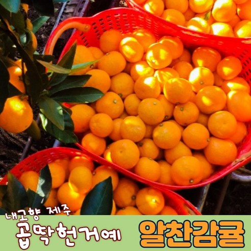 분당인샵 알찬제주감귤 5kg 10kg 먹기좋은 노지감귤 노지귤 상품 가정용 못난이귤, 한라봉 가정용10kg, 1개