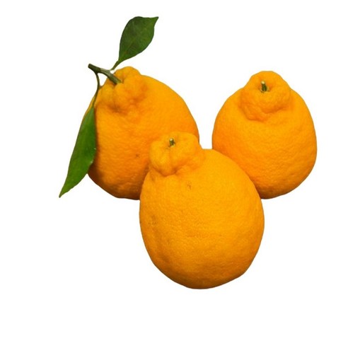 제주 노지에서 재배한 최고급 한라봉, 합리적인 가격에 만나보세요.