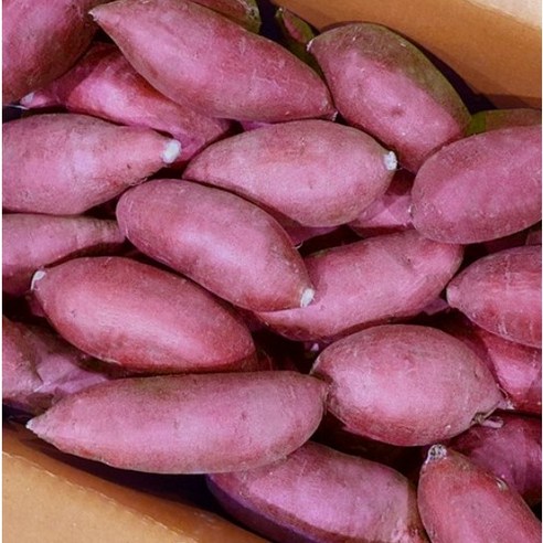 햇살이 담긴 달콤한 맛의 보물: 해남 애플구마