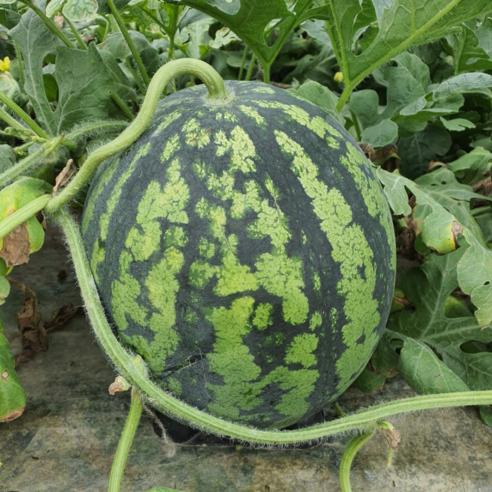 [당도선별] 프리미엄 고당도 꿀 수박, 1개, 수박 7kg 내외