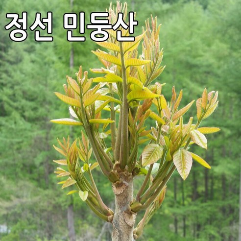 강원도 정선 민둥산의 자연산 참옻순 1kg 옻나무순 옻순
