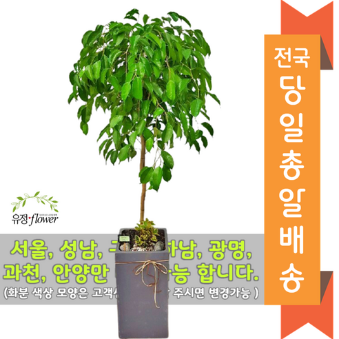 고급대형 화분 개업 축하 화분 전국 당일배송, 12. 킹벤자민(기본받침), 1개