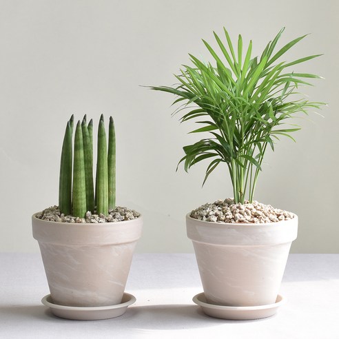 공기정화와 인테리어를 동시에 해결하는 1+1 공기정화식물