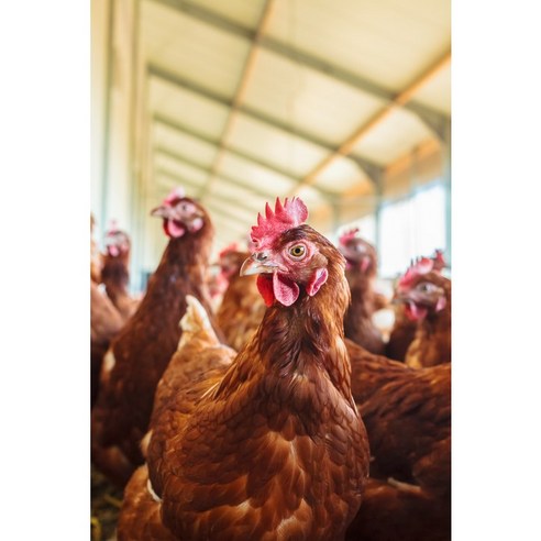 프레녹의 동물복지 달걀: 신선하고 영양가 풍부하며 안심할 수 있는 선택