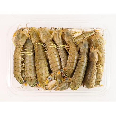 톡톡 터지는 식감과 깊은 바다 향, 자연산 갯가재로 식탁을 풍성하게!