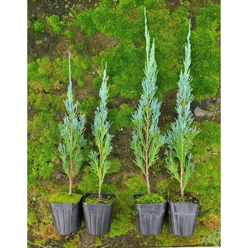 블루엔젤 묘목으로 아름다운 울타리 만들기 블루엔젤나무