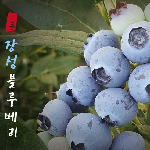 국산 무농약 햇 블루베리 500g 1kg 생블루베리, 특대 500g, 1개