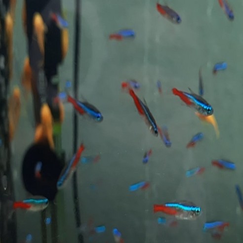 수조의 별빛, 네온 테트라와 함께하는 환상적인 경험