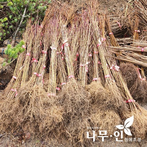 산딸나무 흰색꽃 묘목으로 정원에 특별한 아름다움을 더하세요.