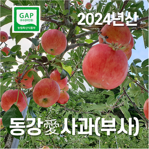 [설날선물]영월 부사 동강애 사과10kg 식감도 아삭 과즙도 풍부 설날 선물용 사과GAP인증, 44개, 10kg