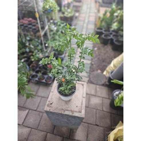 능소화, 당신의 공간에 특별한 아름다움을 더하다