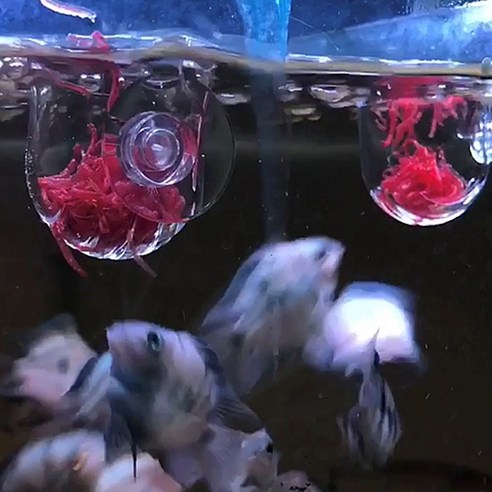 인디언복어 키우기, 생먹이 고민? 깔끔하게 해결! 인디언복어