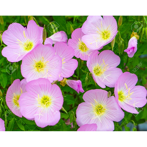 분홍낮달맞이 노지월동 다년초 5개묶음 8cm포트묘 케이야생화