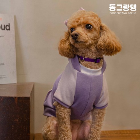 [동그랑댕] 강아지옷 후드티 파스텔 애견의류 반려견옷, 퍼플댕