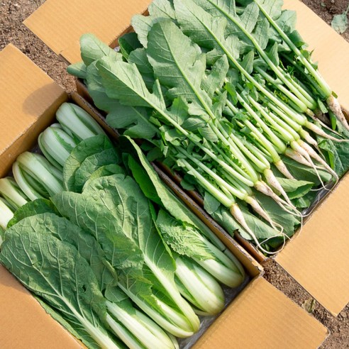 [포천채소꾼] 어린열무 얼갈이 6kg 반반 (6시내고향 방영), 1박스, 4kg 열무 2kg 얼갈이