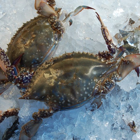 신진도 숫꽃게 가을 봄 꽃게 냉동 3kg, 냉동 숫꽃게 중(17-23미) 5kg, 1개
