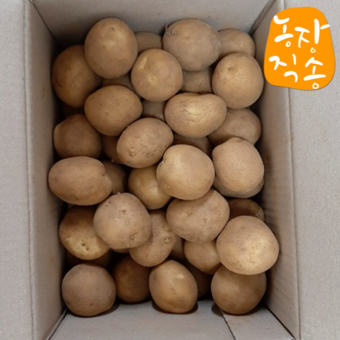 국내산 햇 감자 두백감자 크기별 3kg 5kg 10kg 포슬포슬 분감자, 1개, 두백감자 (왕특) 3kg
