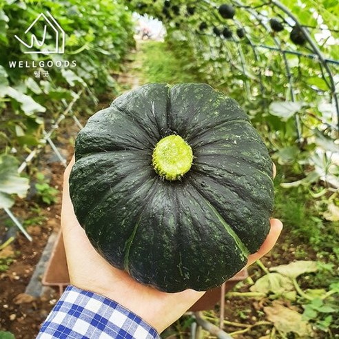 [웰굿] 경남직송 미니 단호박 밤호박 10kg(개당250-500g내외), 1개