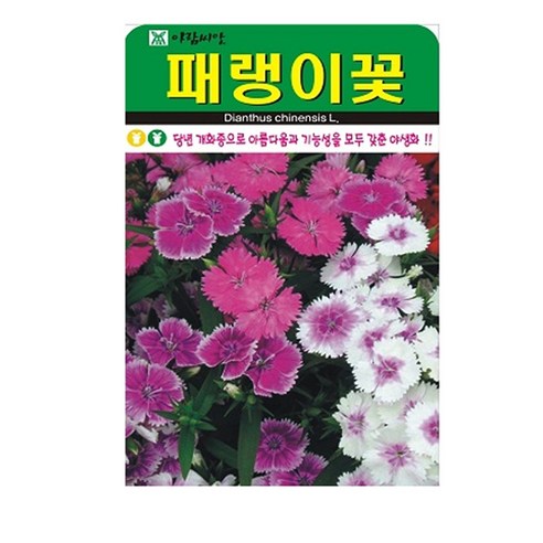 패랭이꽃 씨앗, 1개