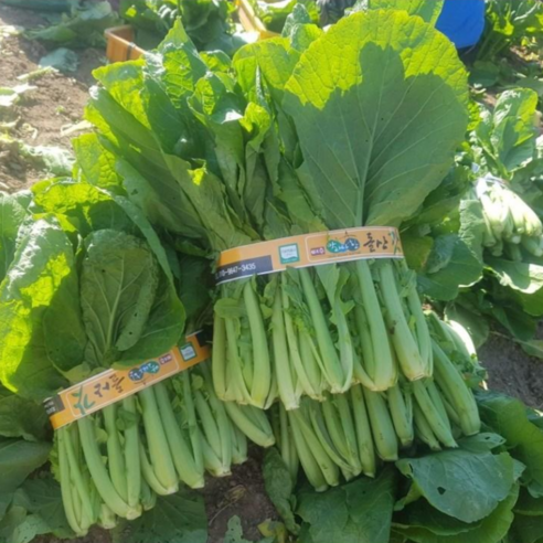 100% 노지 여수 돌산갓 생갓 판매자 직접 수확, 2kg, 1박스
채소 100% 노지 여수 돌산갓 생갓 판매자 직접 수확, 2kg, 1박스
채소