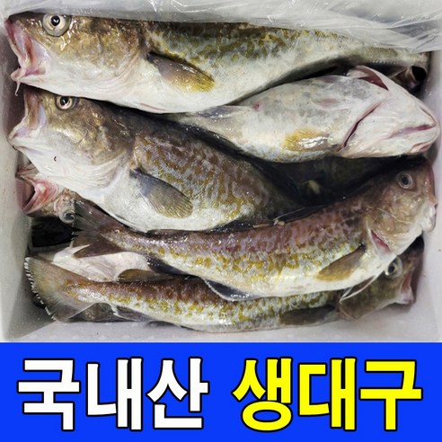 오늘 새벽 동해의 숨결을 담아 올린, 싱싱한 생대구를 만나다
