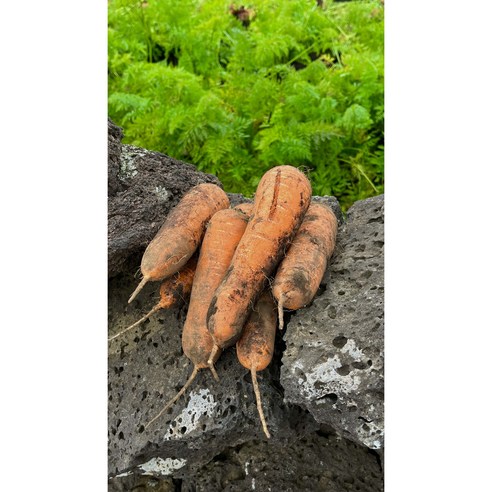 Tips Image