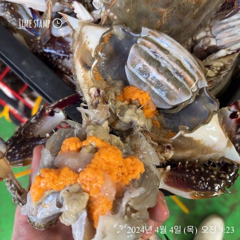 생물 꽃게 태안 제철 봄 톱밥 암 꽃게 활꽃게 1kg 꽃게찜 꽃게탕 간장게장 산지직송 암꽃게(빙장포장 ) 숫꽃게(톱밥포장) 꽃게제철 생물 꽃게 태안 제철 봄 톱밥 암 꽃게 활꽃게 1kg 꽃게찜 꽃게탕 간장게장 산지직송 암꽃게(빙장포장 ) 숫꽃게(톱밥포장) 꽃게제철