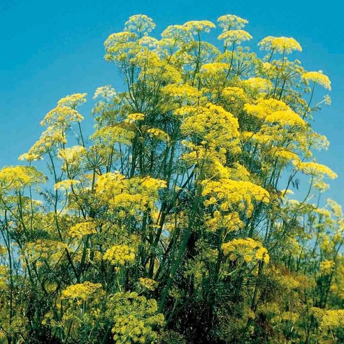 [모야모 허브] 딜 Dill 씨앗 20립, 대포장 400립, 1봉