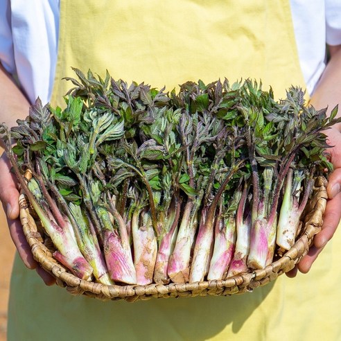 남해 해풍 품은 땅두릅, 봄의 향기를 식탁에!