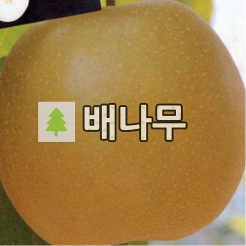 배나무 묘목 원황 접목1년 3주묶음