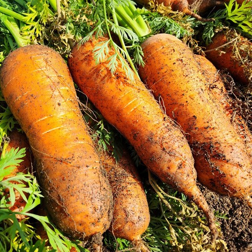 제주 구좌 당근으로 건강과 맛의 향연을 만끽하세요 제주구좌당근