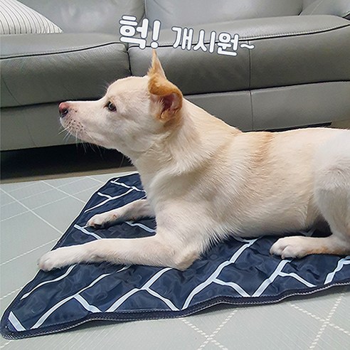 반려견의 더운 여름을 시원하게: 똘멍 강아지 애견 대형견 쿨매트