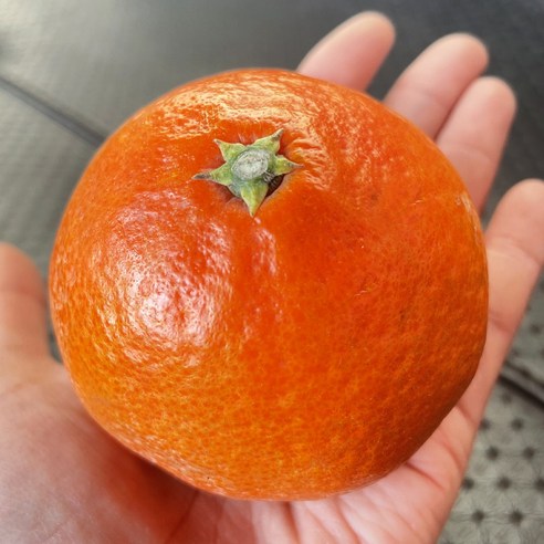 제주 홍매향 귤, 달콤함의 정수를 맛보다 홍매향