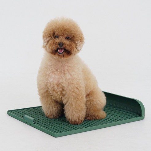 넓고 깨끗한 배변 환경, 독톡 배변판 연장형으로 해결!