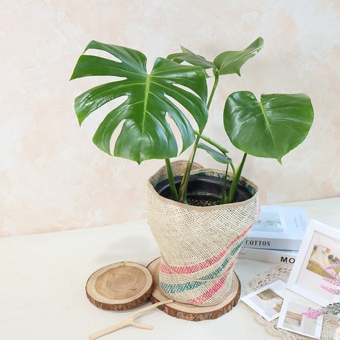 울창하고 싱싱한 몬스테라 델리시오사: 가정에 자연미를 더하는 쉬운 관리 식물