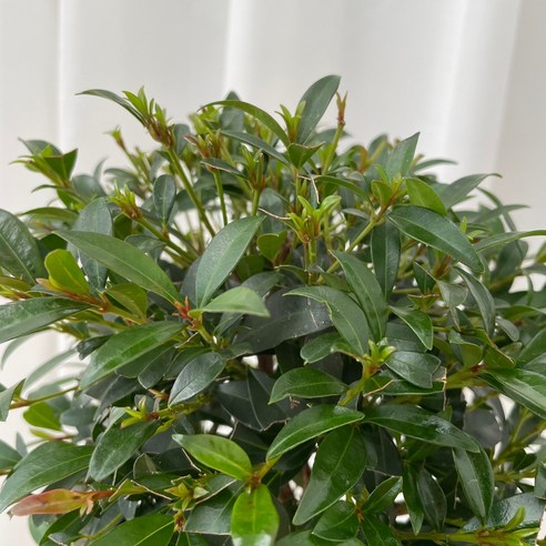 삭막한 일상에 싱그러움을 더하는 피어리스 외목대 토피어리