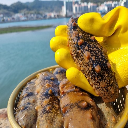산지직송 해녀가 채취한 신선한 자연산 해삼, 1kg(4-14미), 1개