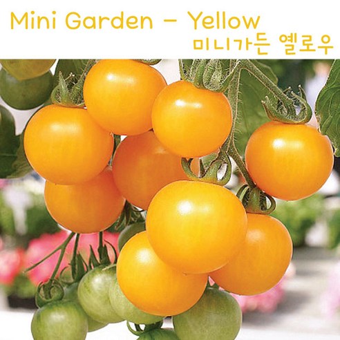 미니가든 노랑 Mini Garden Yellow 희귀 난쟁이 토마토 교육용 체험용세트