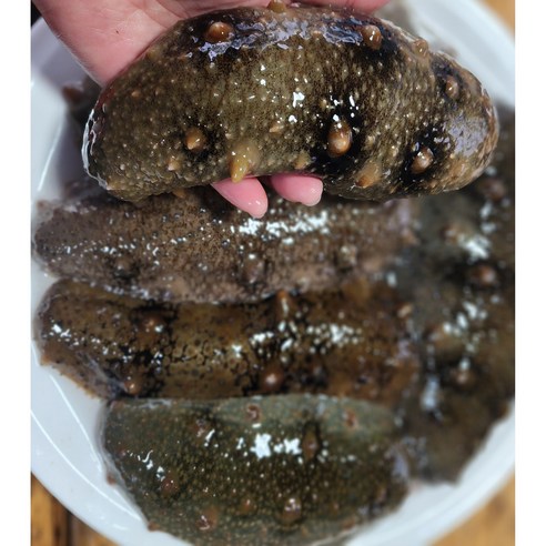 해삼 활해삼 거제도해녀가 채취한 자연산 활해삼 1kg 9~11미, 1개