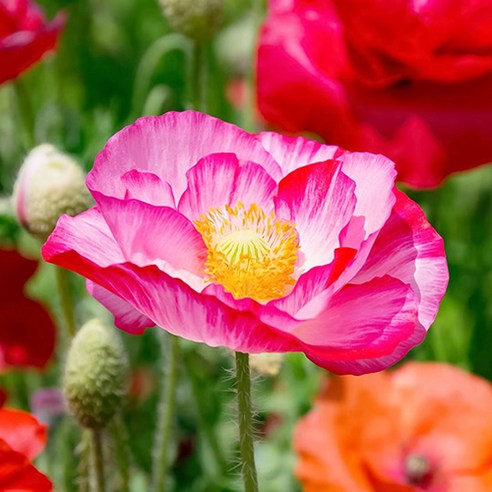 찬란한 꽃양귀피로 정원 꾸미기