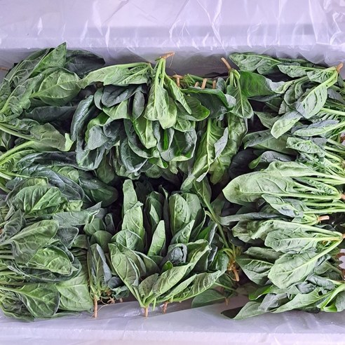 국내산 생 시금치, 500g, 1박스