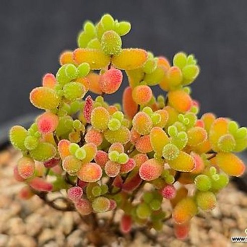 신비로운 초록빛 구슬, 슈퍼글로보섬 자작나무 다육으로 당신의 공간에 생기를 불어넣다 슈퍼글로보섬