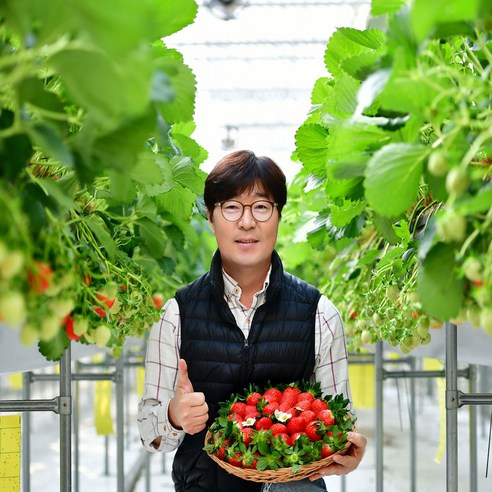 그저 그런 딸기가 아닙니다 딸기 마이스터 김병현님의 금실딸기 470g 내외, 470g15과, 1박스 - 딸기 | 쿠팡