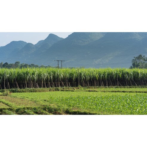 자연의 단맛과 건강을 동시에!