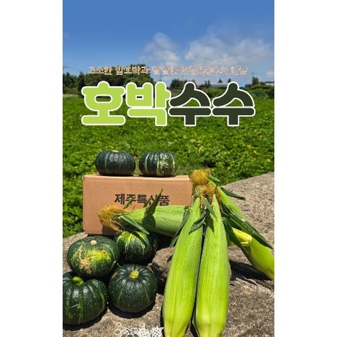 초당옥수수+미니밤호박 제주도산 세트, 초당옥수수 5개 + 미니밤호박 2Kg, 1개