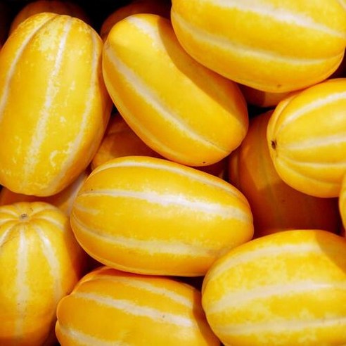 성주참외의 달콤한 맛, 진맛깔의 선물